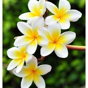 Meet your Posher, Blanca